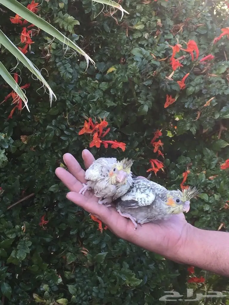 كروان بعياله (image 1)