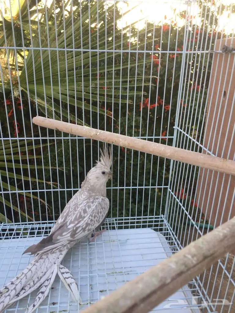 كروان بعياله (image 2)