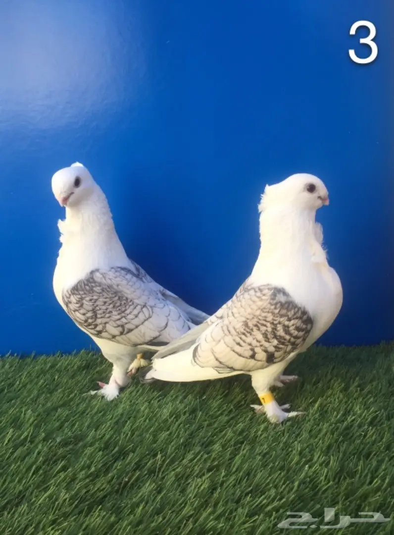 أجواز حب رمان بإنتاجهم (image 4)