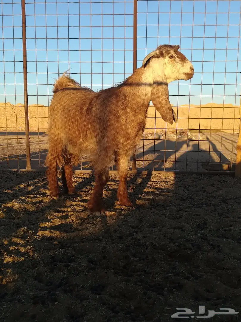 جفر محلی أصيل - مثالي لأهل الصفر والزين! (image 2)