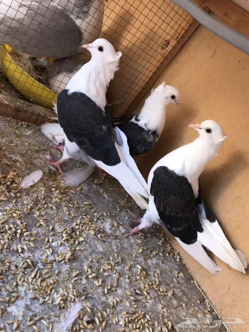 حمام توب التوب (image 2)