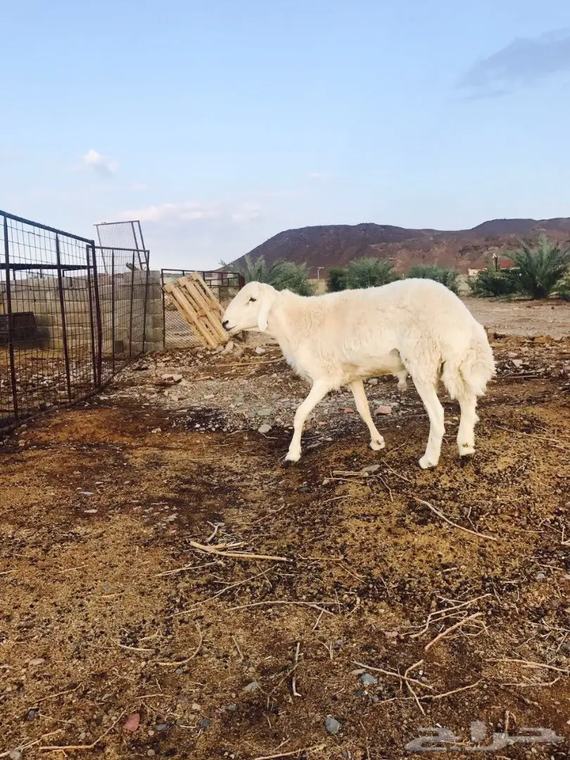 فحل صنف للبيع