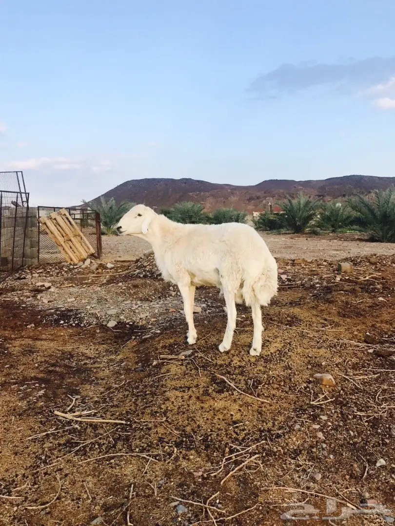 فحل صنف للبيع (image 1)