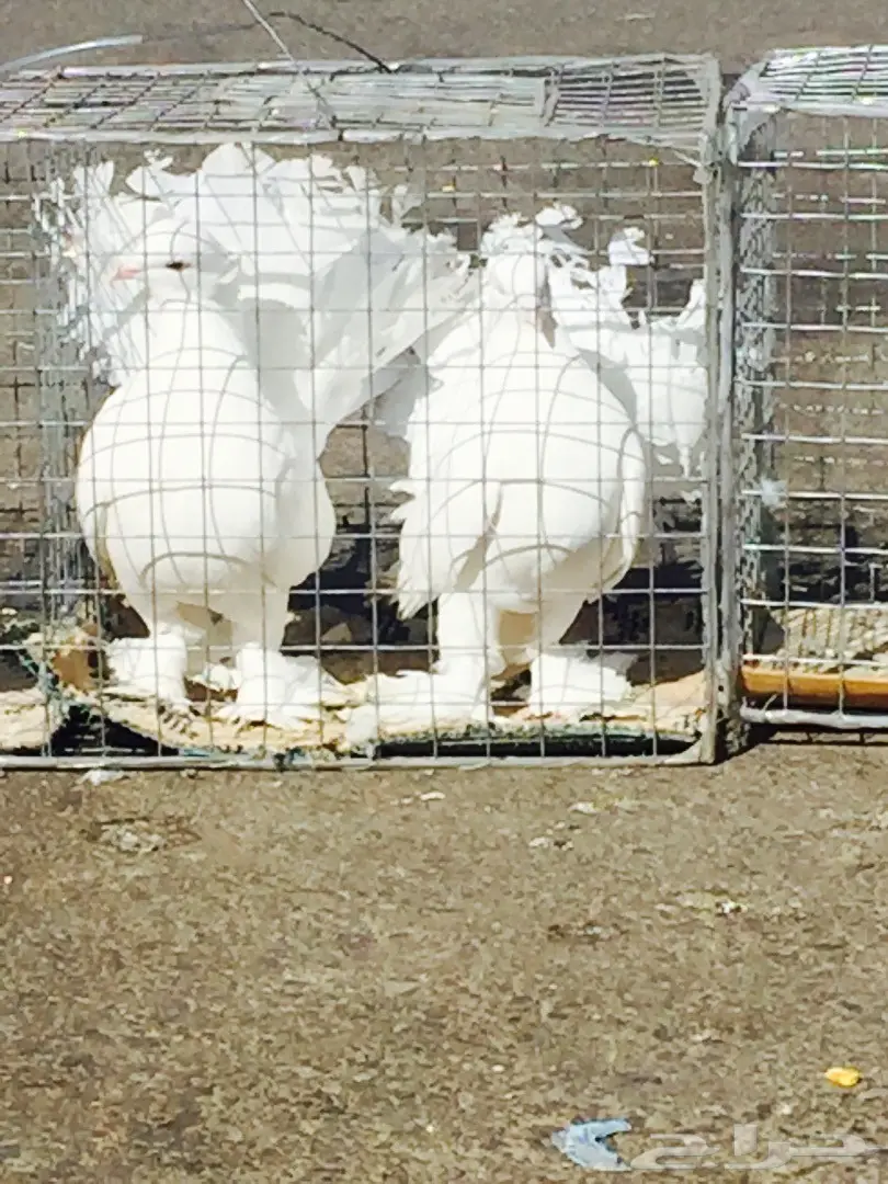 حمام رقاصي فريد من نوعه - فرصة لا تُفوّت! (image 5)