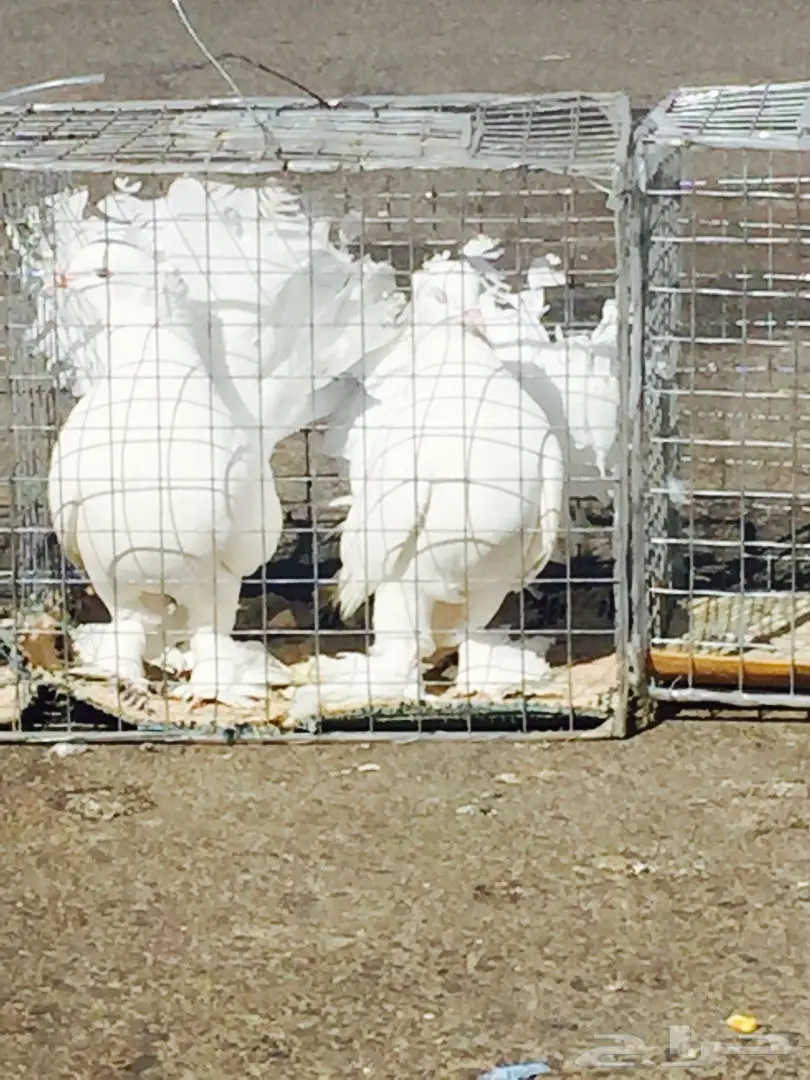 حمام رقاصي فريد من نوعه - فرصة لا تُفوّت! (image 6)