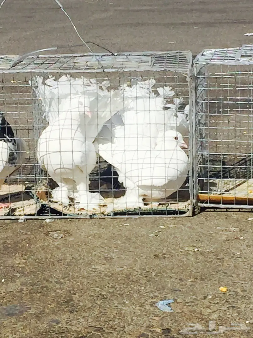 حمام رقاصي فريد من نوعه - فرصة لا تُفوّت! (image 7)