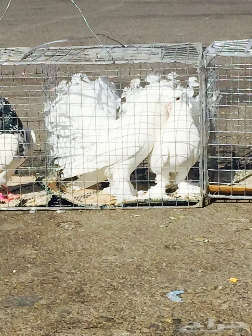 حمام رقاصي فريد من نوعه - فرصة لا تُفوّت! (image 8)