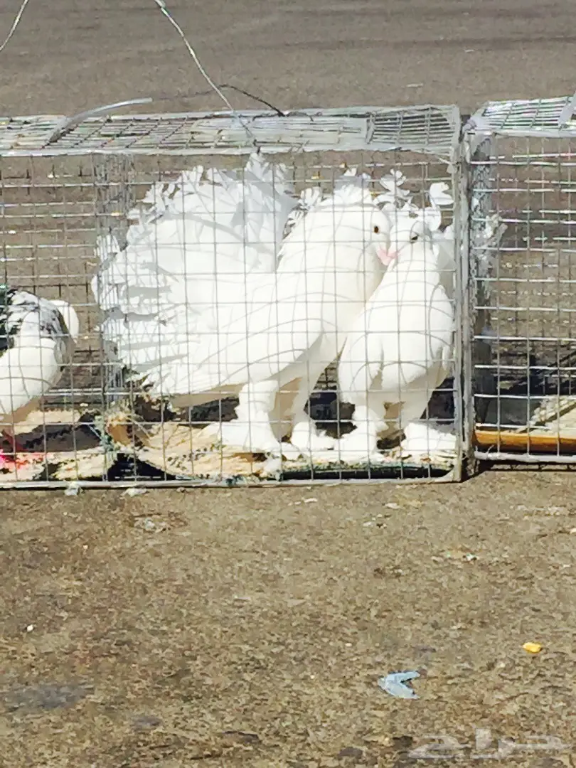 حمام رقاصي فريد من نوعه - فرصة لا تُفوّت! (image 9)