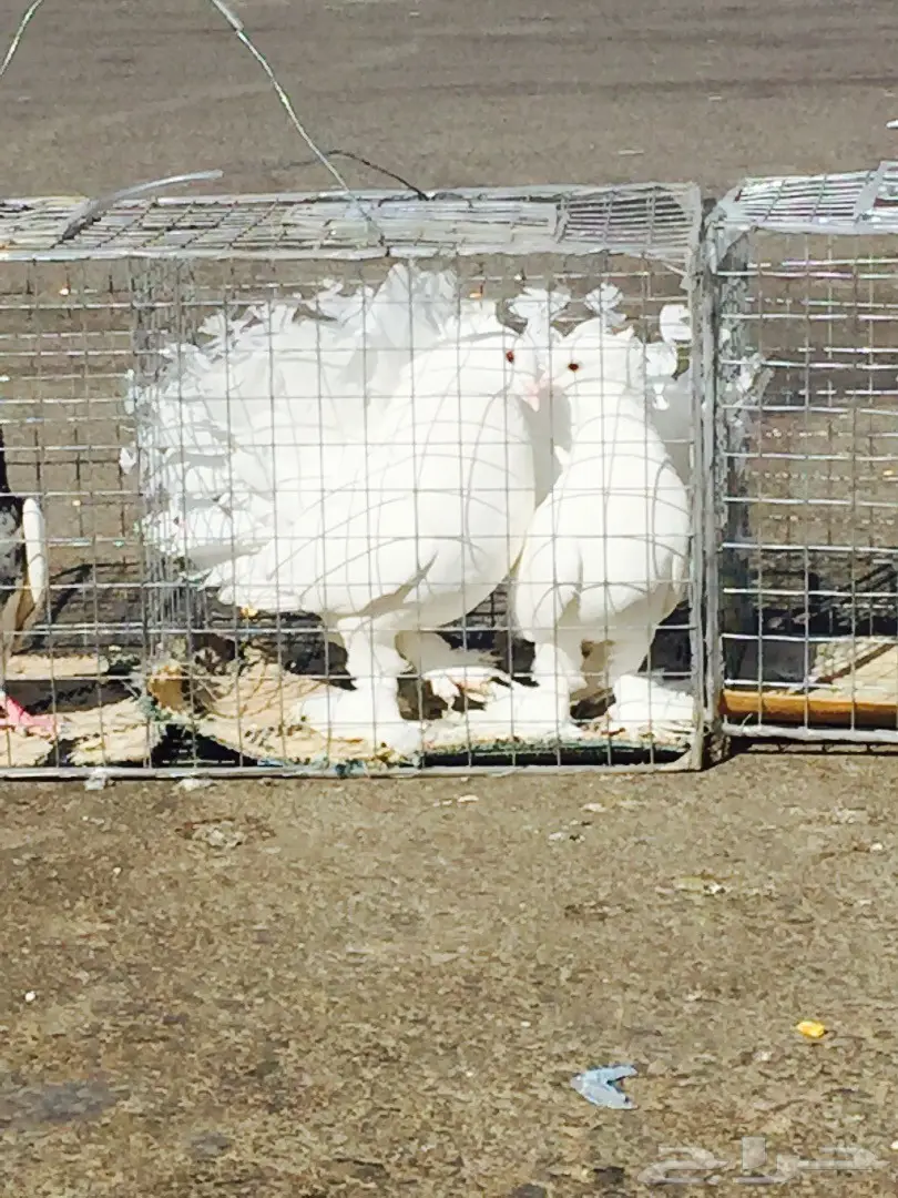 حمام رقاصي فريد من نوعه - فرصة لا تُفوّت! (image 10)