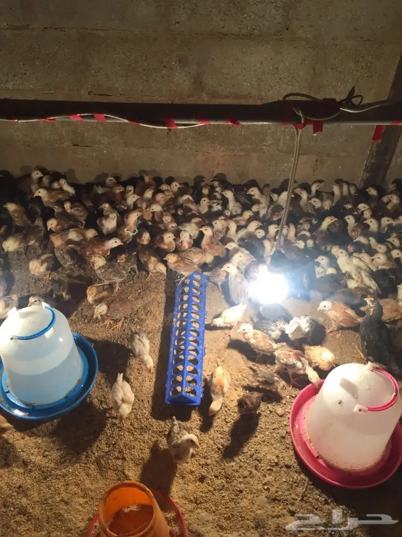 صوص بلدي بالدلم