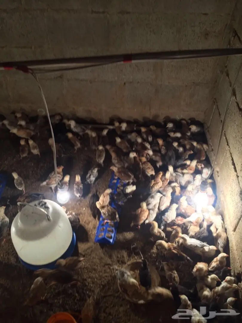 صوص بلدي بالدلم (image 1)