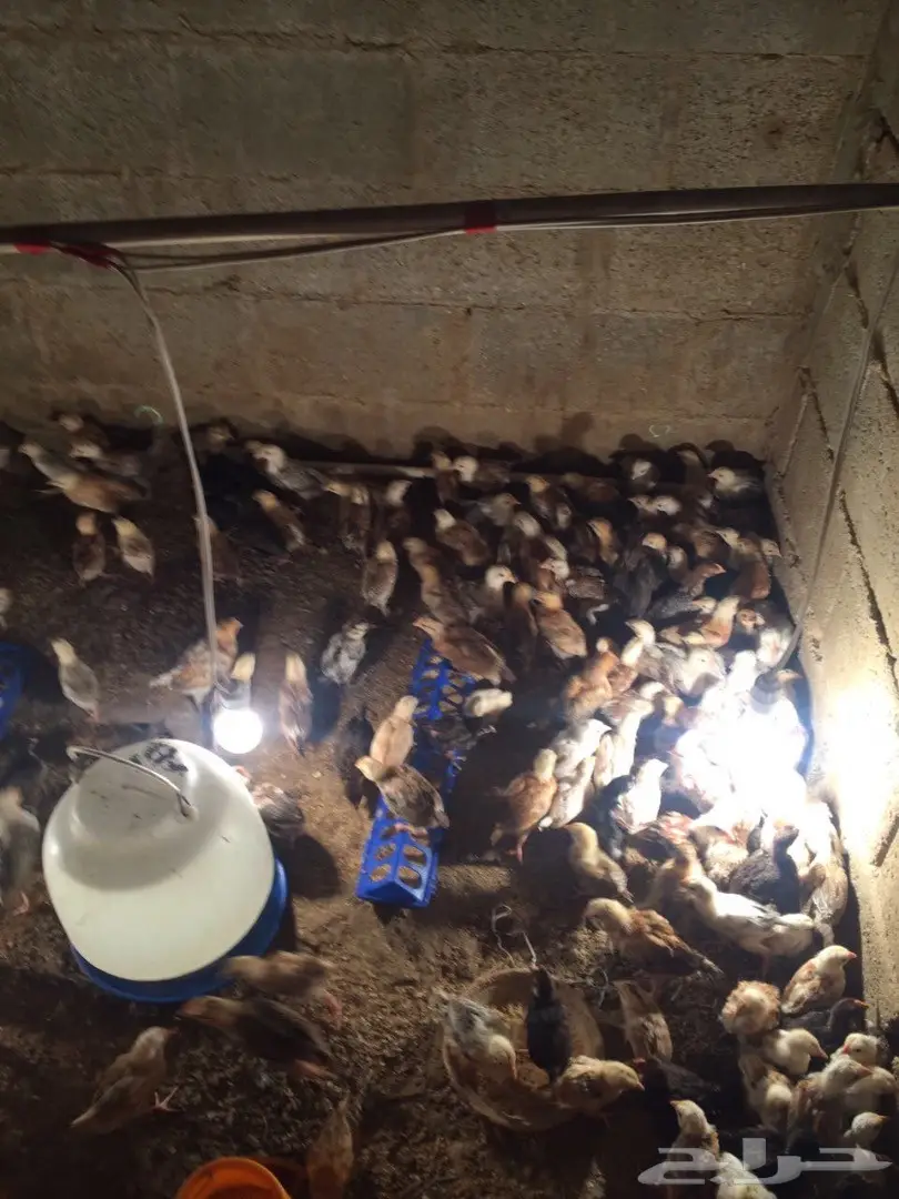 صوص بلدي بالدلم (image 2)