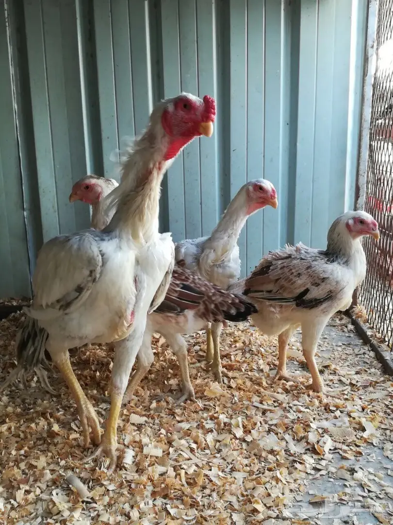 حجازي او فارسي ديك و 4دجاجات