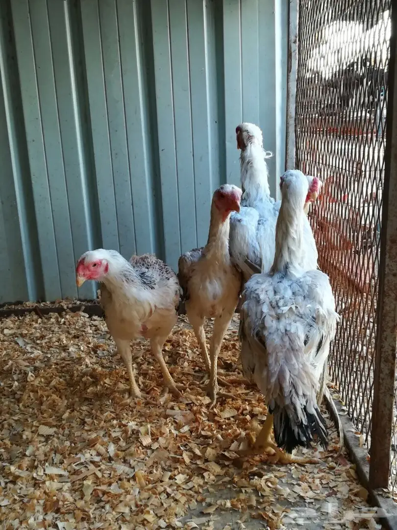 حجازي او فارسي ديك و 4دجاجات (image 1)