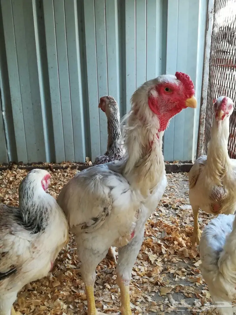 حجازي او فارسي ديك و 4دجاجات (image 2)