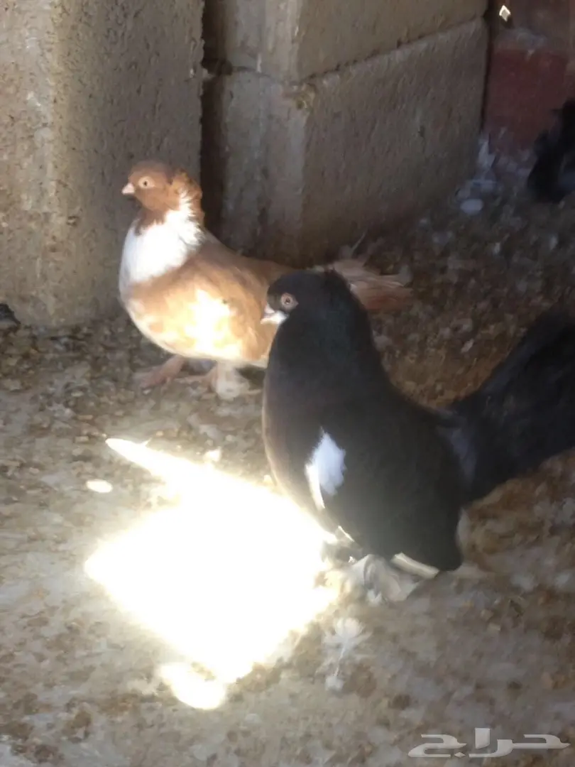 حمام للبيع 