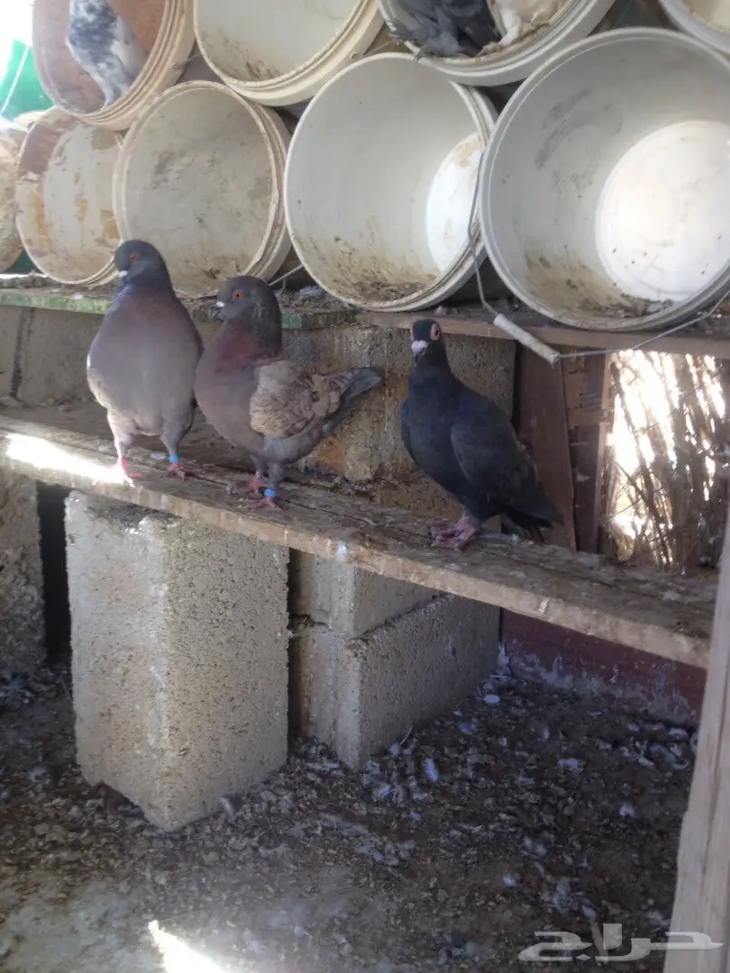 حمام للبيع  (image 1)