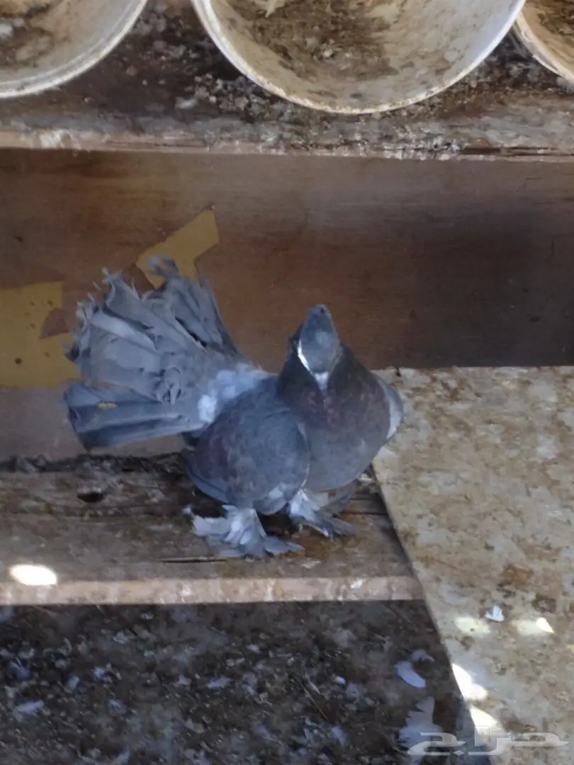 حمام للبيع  (image 2)