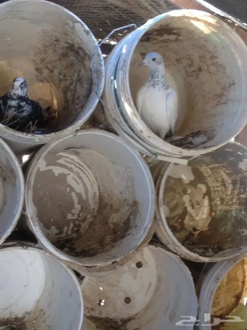 حمام للبيع  (image 4)