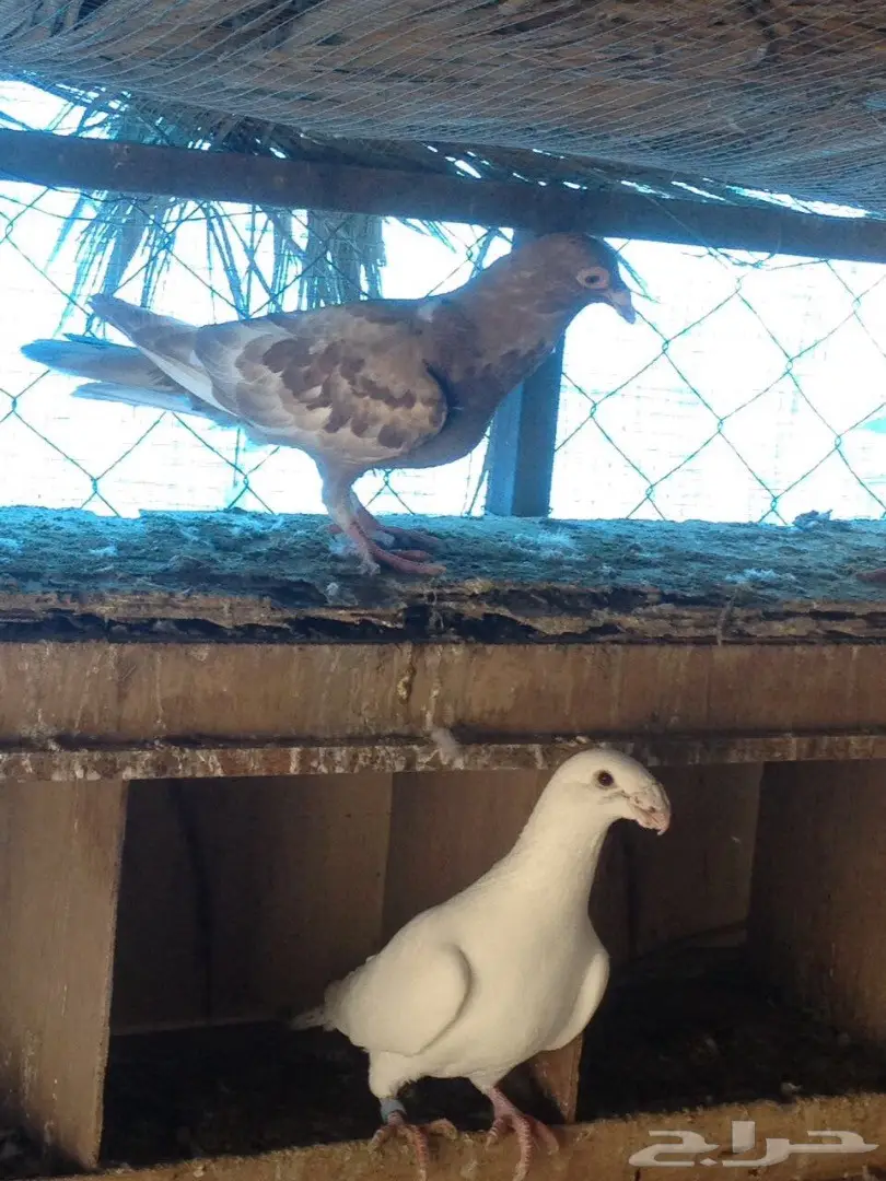 حمام للبيع  (image 5)