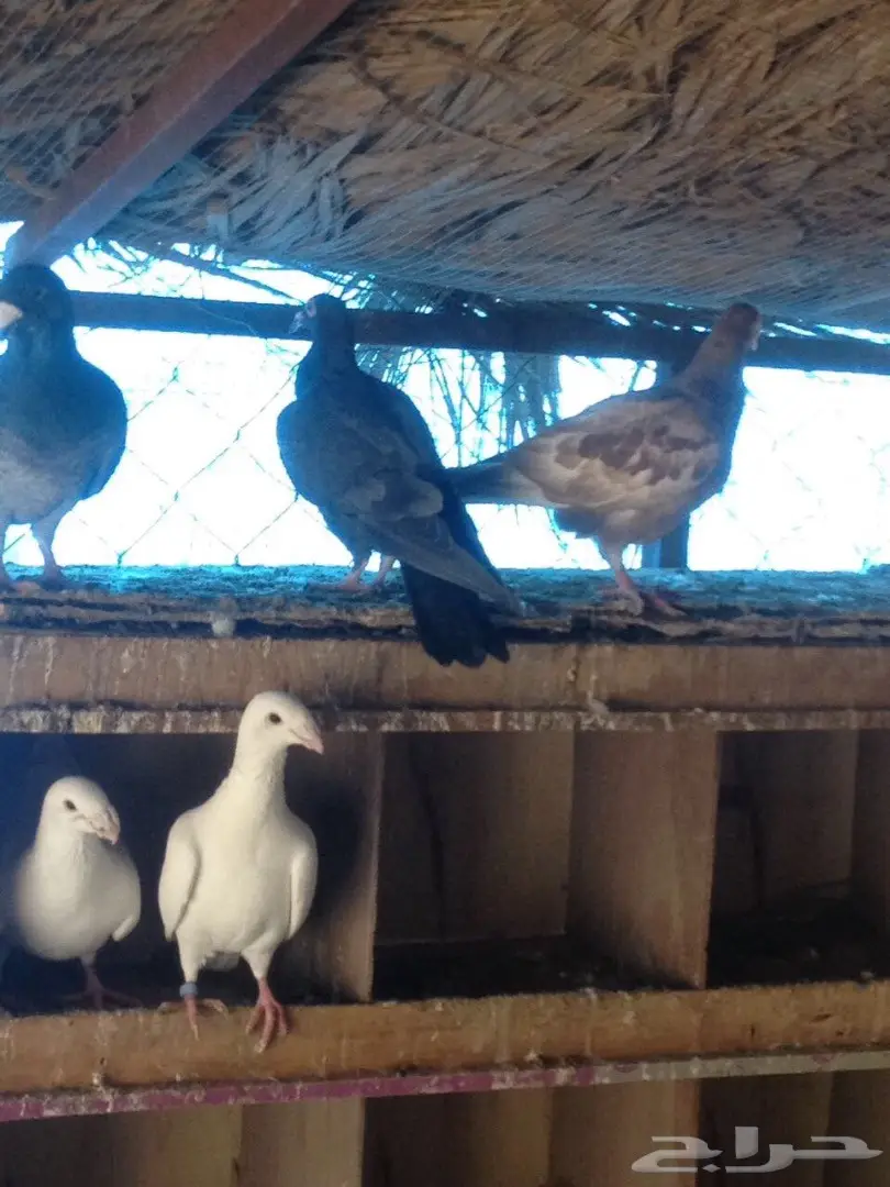 حمام للبيع  (image 7)