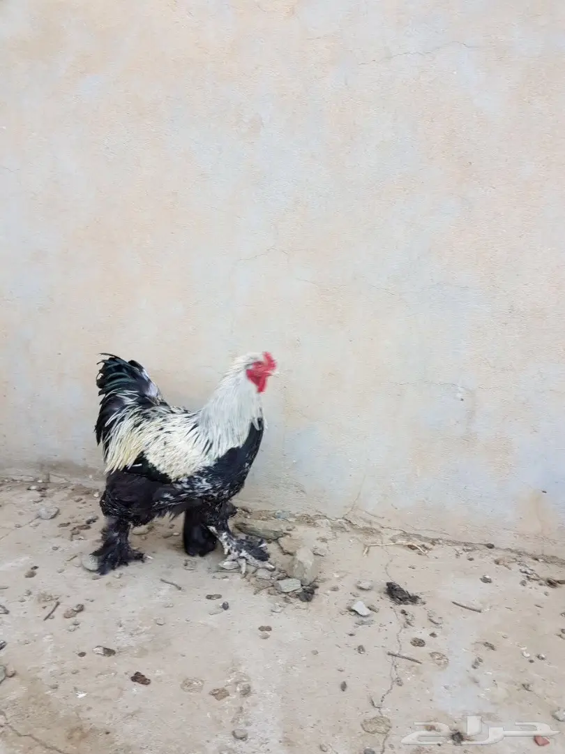 اربع ديوك للبيع 