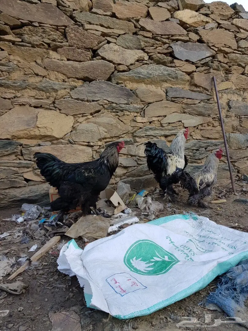 اربع ديوك للبيع  (image 1)