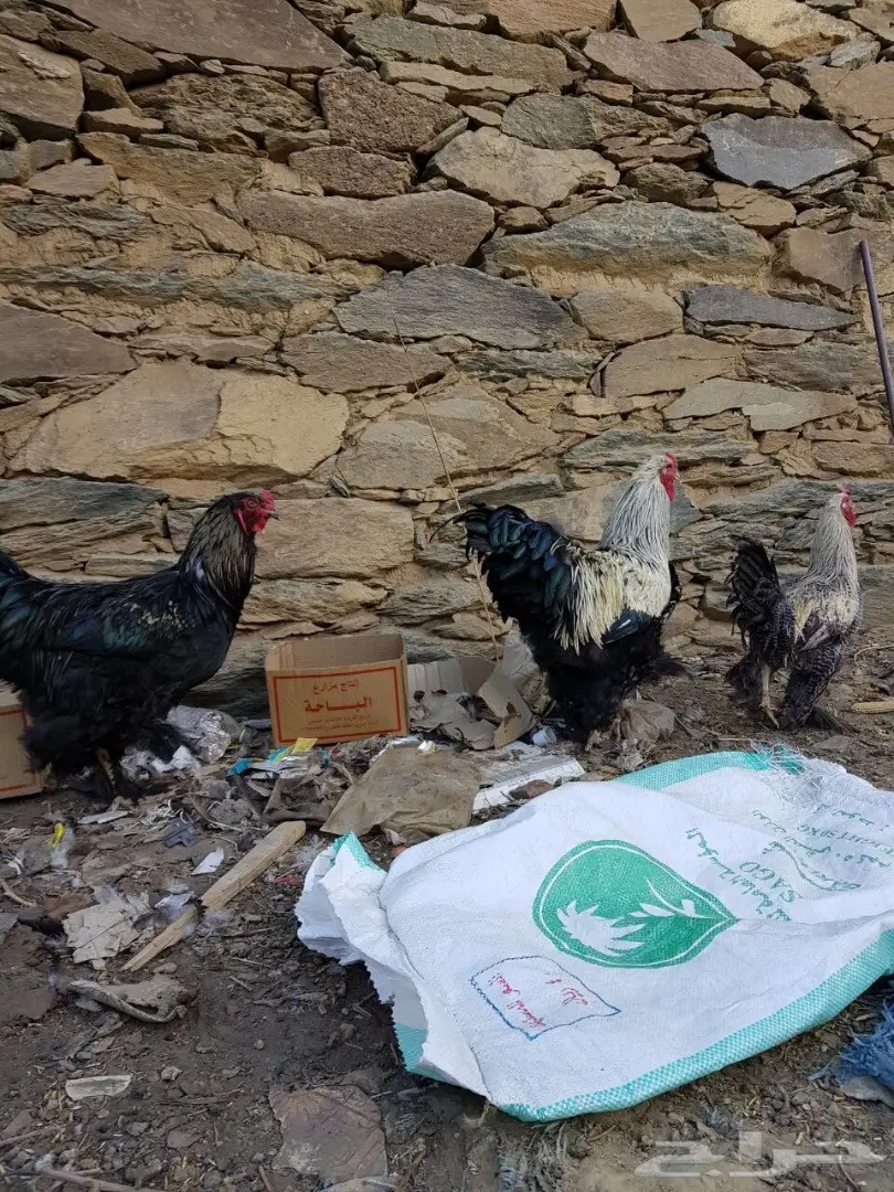 اربع ديوك للبيع  (image 2)