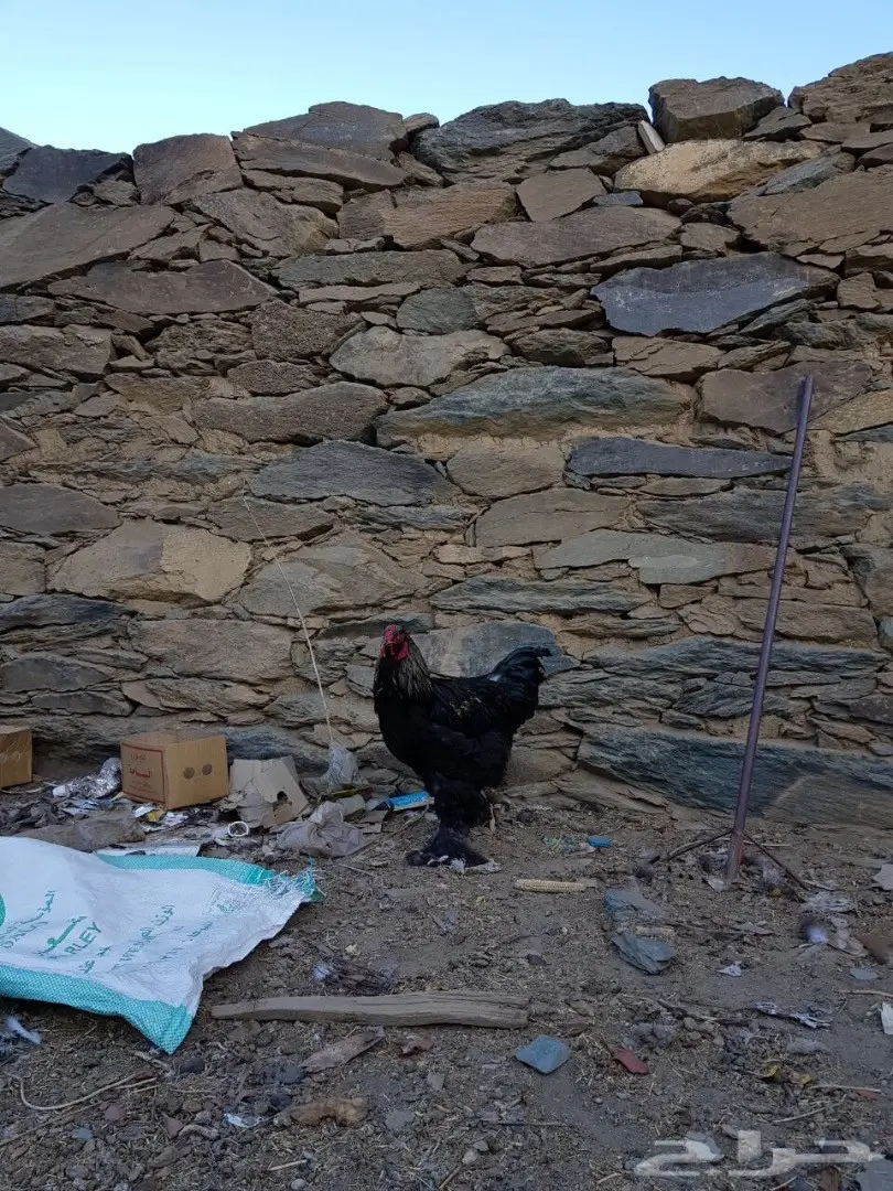 اربع ديوك للبيع  (image 3)