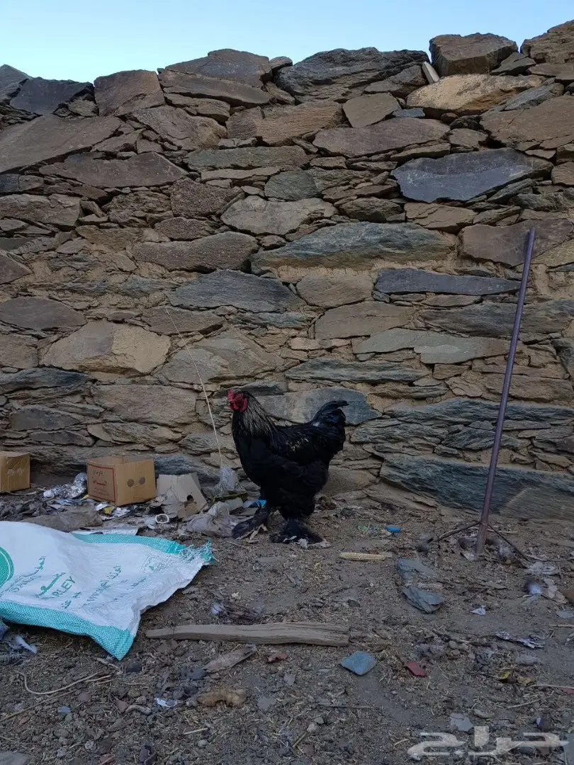 اربع ديوك للبيع  (image 4)