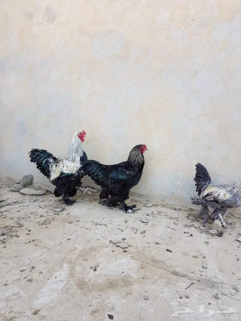 اربع ديوك للبيع  (image 5)