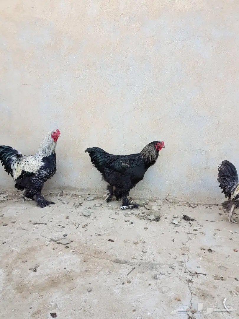 اربع ديوك للبيع  (image 6)