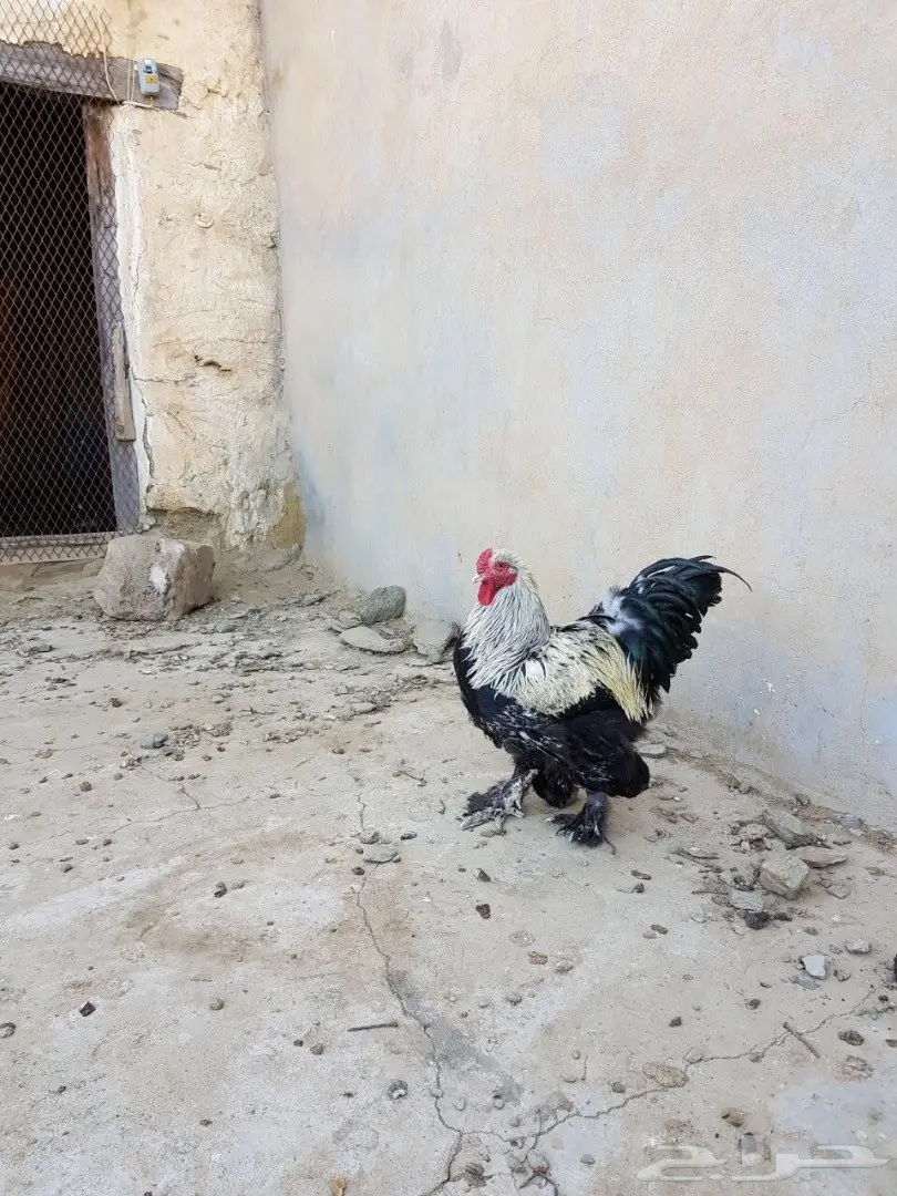 اربع ديوك للبيع  (image 7)