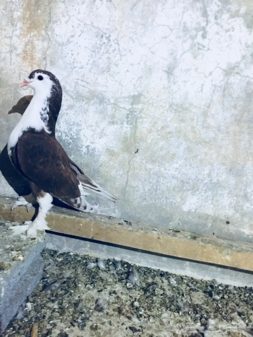 طيور كشش (image 2)