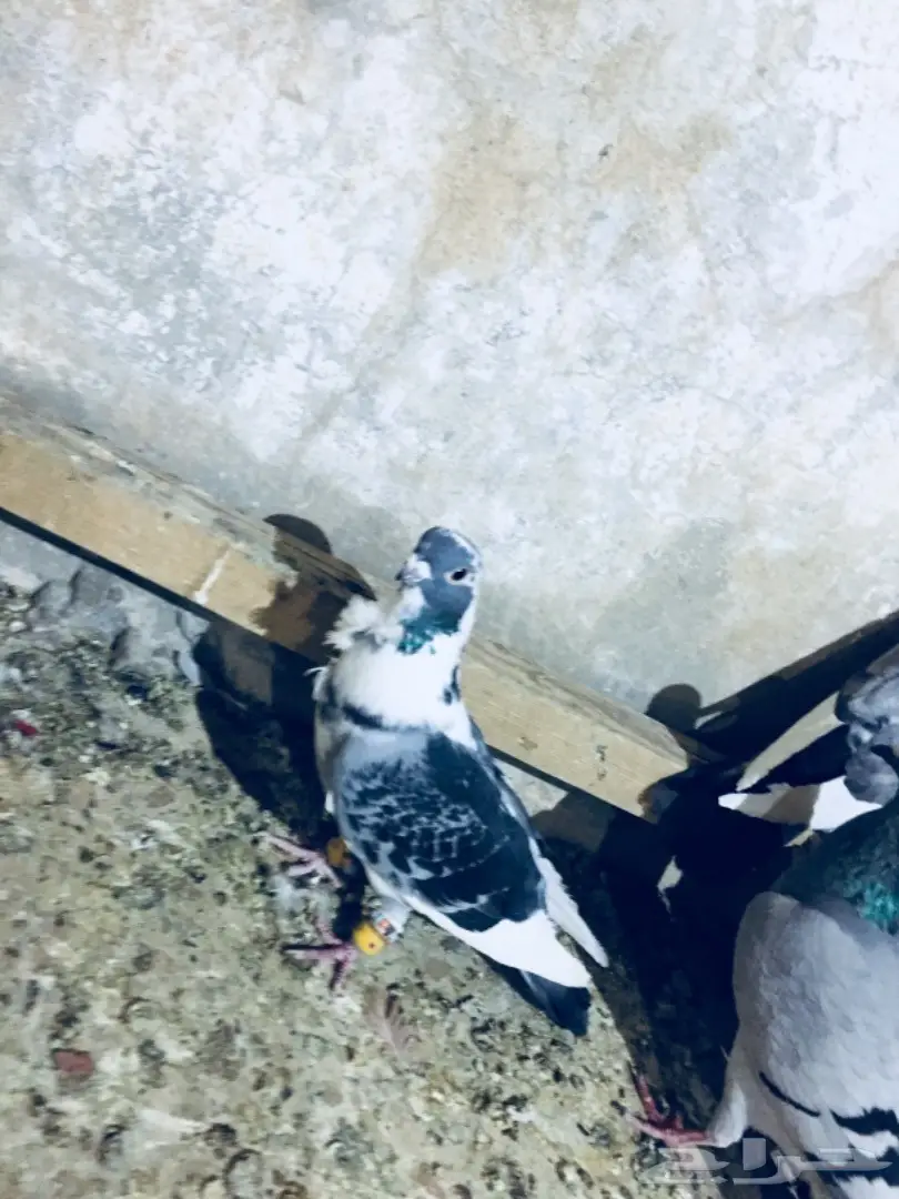 طيور كشش (image 3)