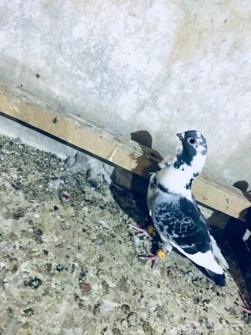 طيور كشش (image 4)