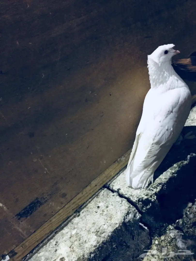 طيور كشش (image 11)