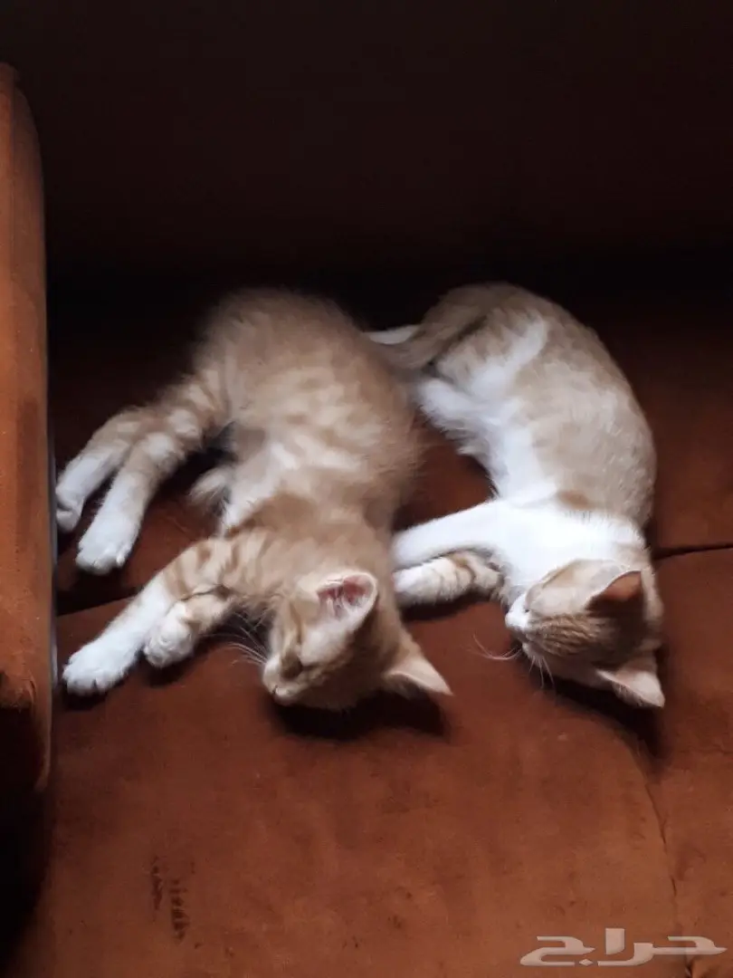 قط منزلي (  للتبني بدون مقابل ) 