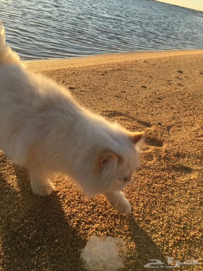 هاف بيكي مستوى عالي للبيع 