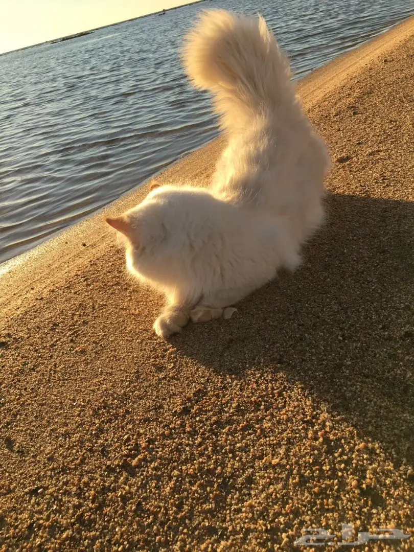 هاف بيكي مستوى عالي للبيع  (image 1)