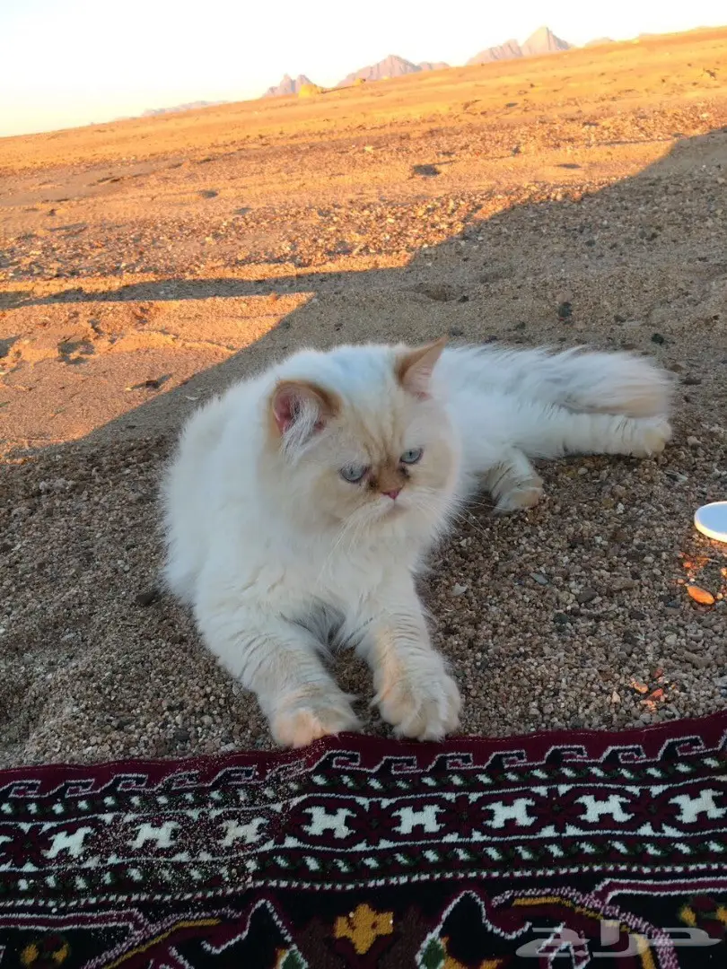 هاف بيكي مستوى عالي للبيع  (image 4)