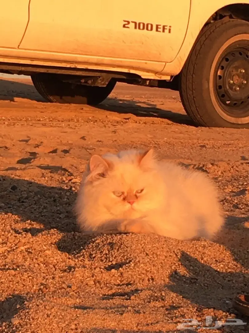 هاف بيكي مستوى عالي للبيع  (image 5)