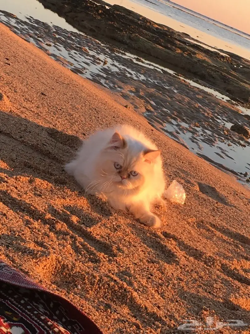 هاف بيكي مستوى عالي للبيع  (image 6)