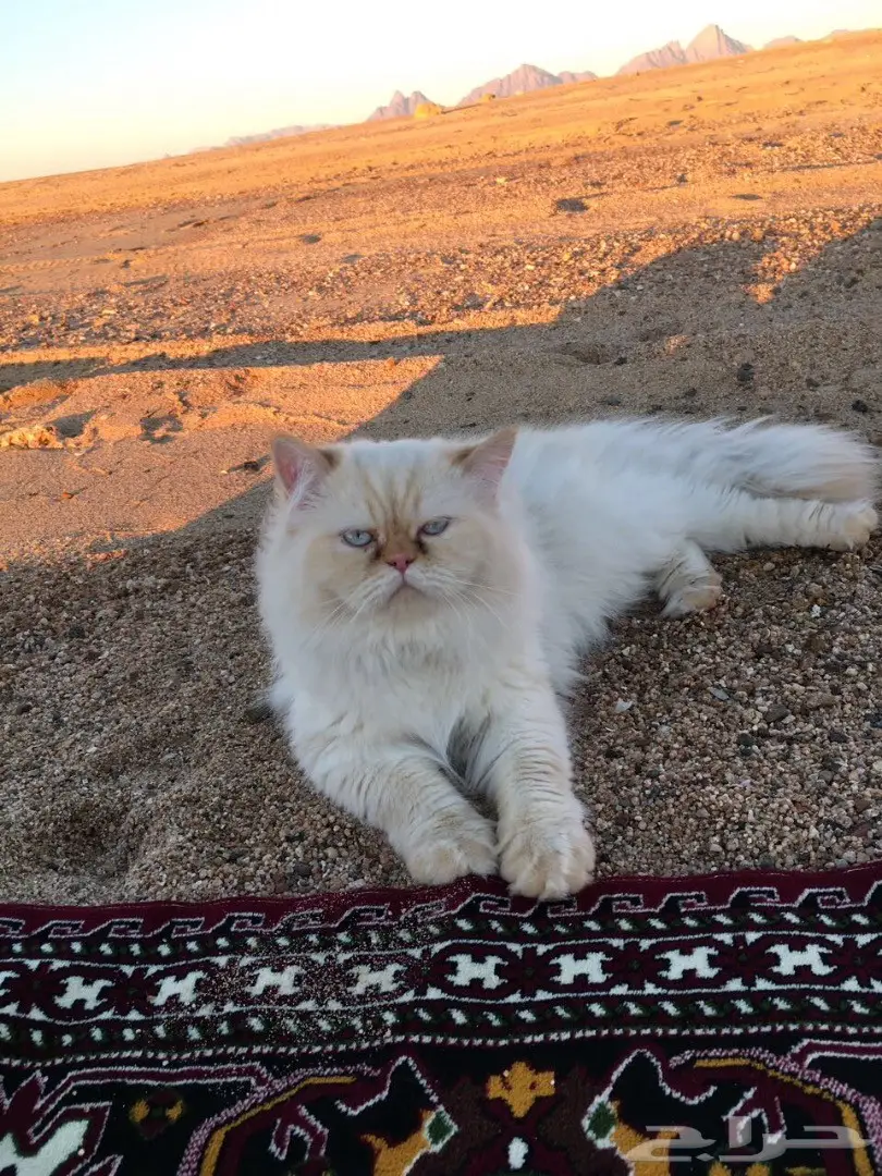 هاف بيكي مستوى عالي للبيع  (image 7)