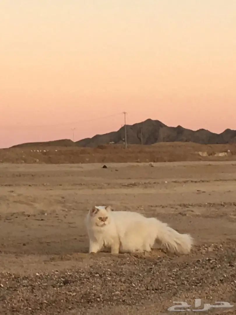 هاف بيكي مستوى عالي للبيع  (image 8)