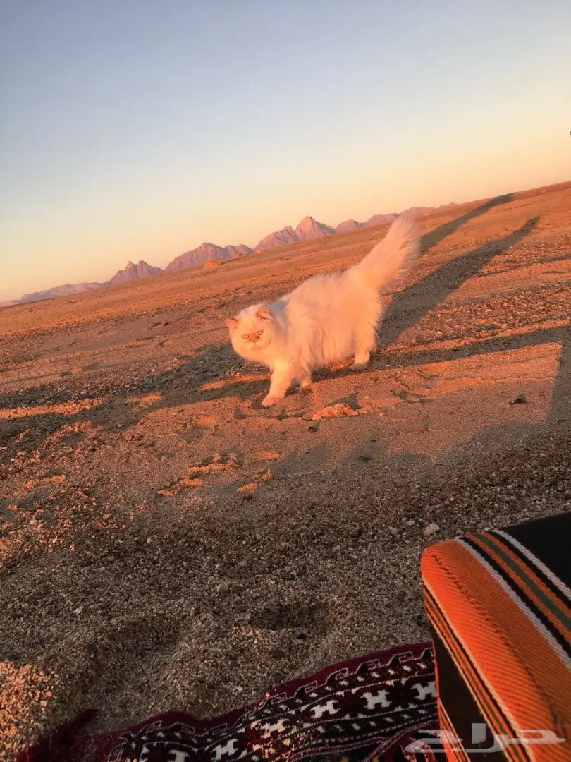 هاف بيكي مستوى عالي للبيع  (image 9)