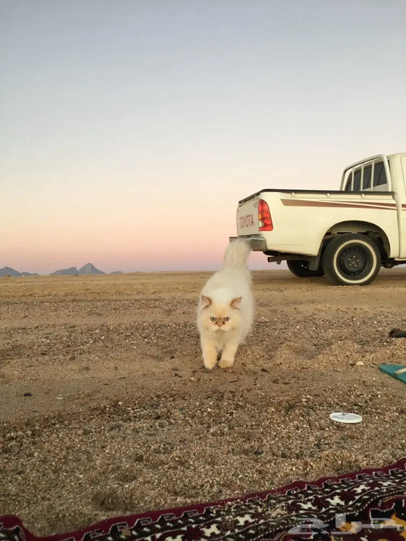 هاف بيكي مستوى عالي للبيع  (image 10)