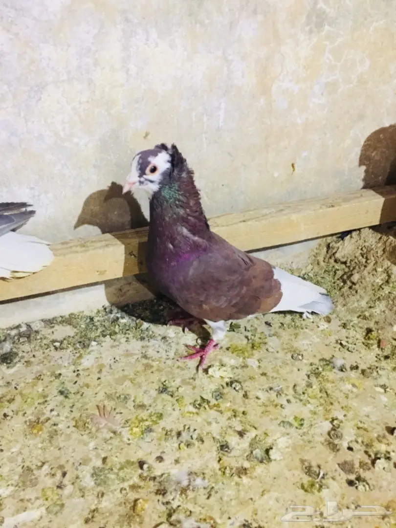   طيور كش TOP (image 3)