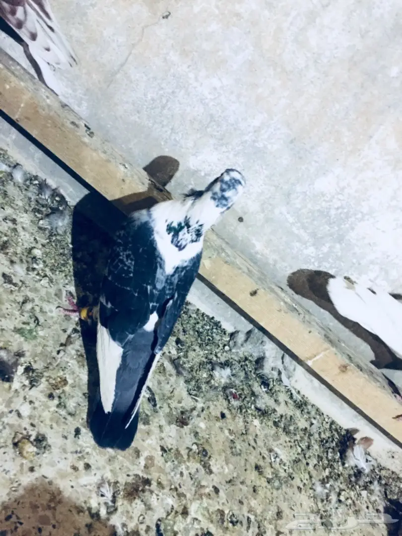   طيور كش TOP (image 4)