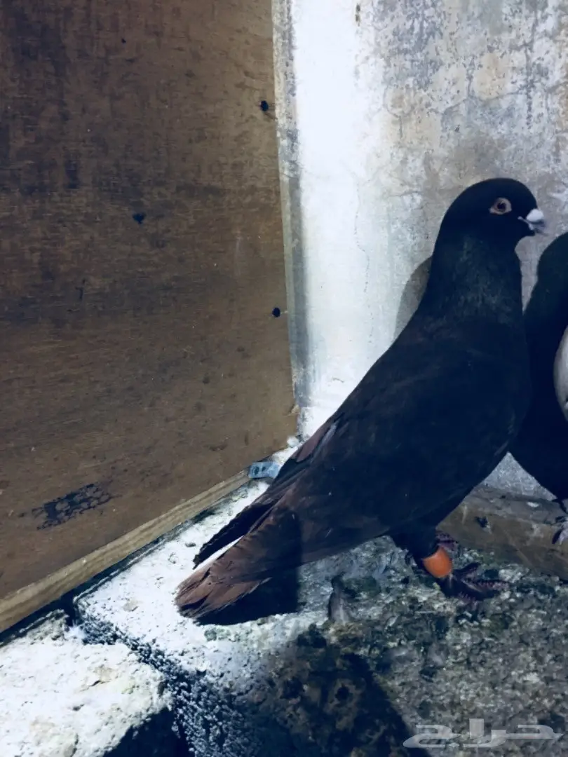   طيور كش TOP (image 5)